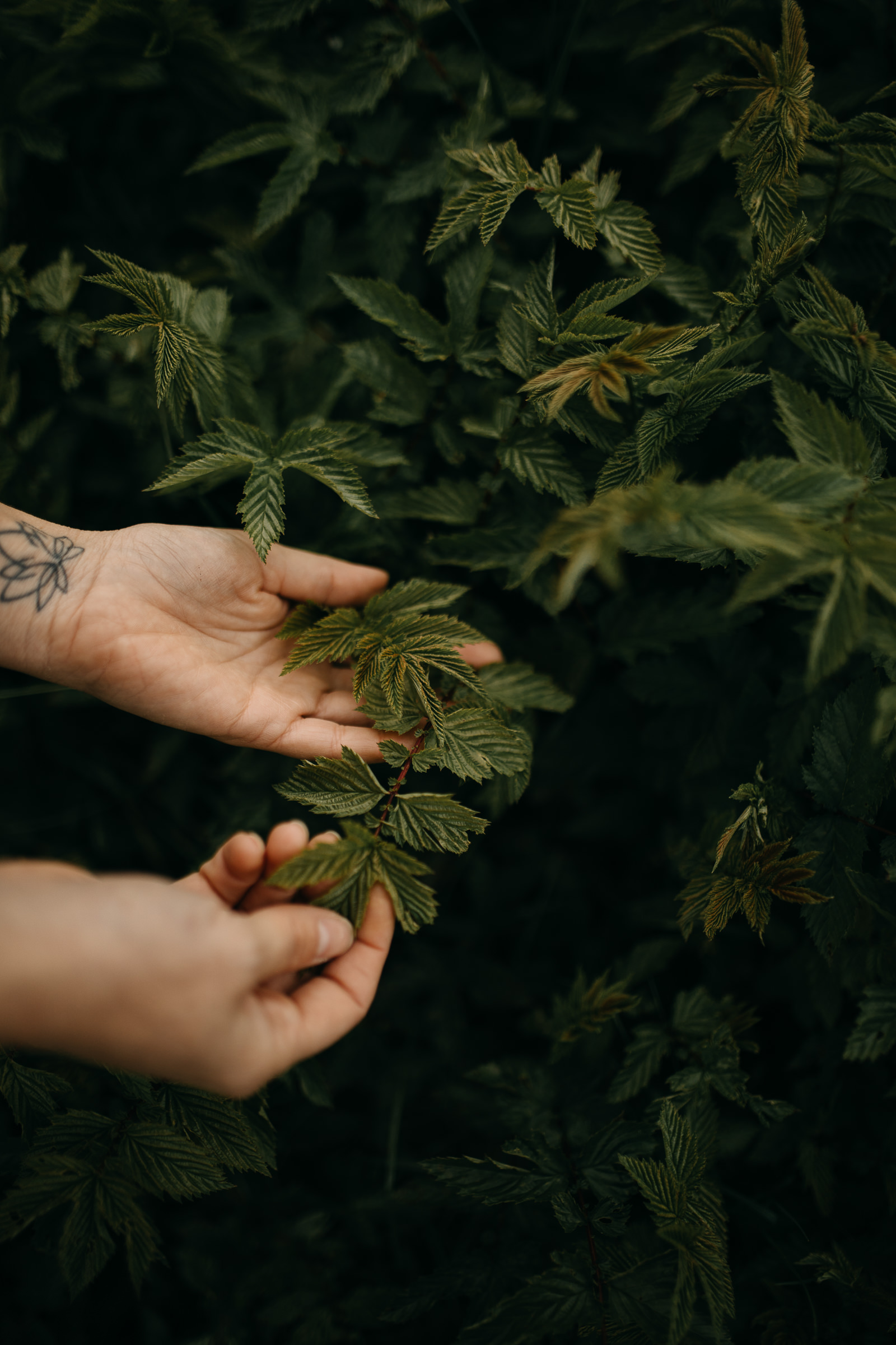Nahaufnahme von Händen, die sanft eine Pflanze berühren